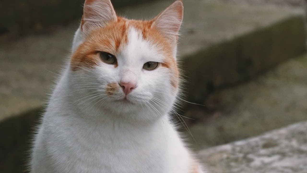 Egy nő keféli narancssárga macskáját, ami a macskatartás és a boldogság kapcsolatát mutatja. – 2. kép