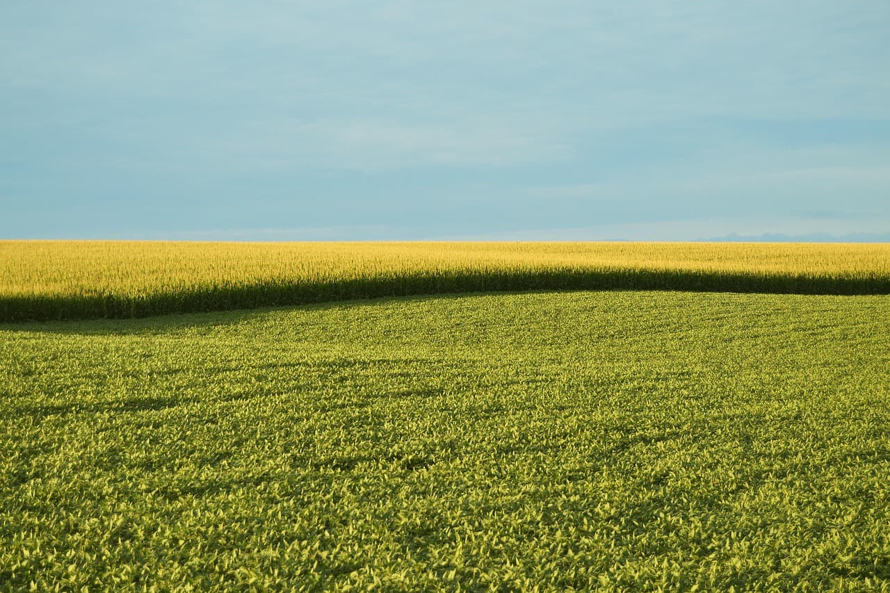 Civil szervezetek tiltakoznak: a kormány védje meg Magyarország GMO-mentességét