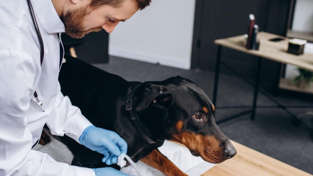 Állatorvos vizsgál egy dobermant, az állatgyógyászat és orvostudomány részeként, a Nébih és antibiotikum témájában.