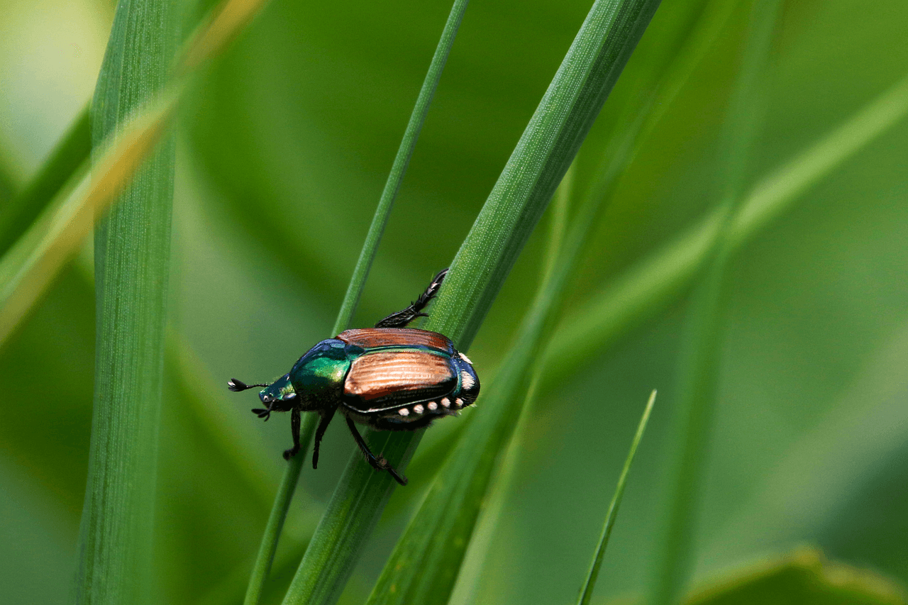 Japán cserebogár a magyar határnál – a Nébih figyelmeztetést adott ki