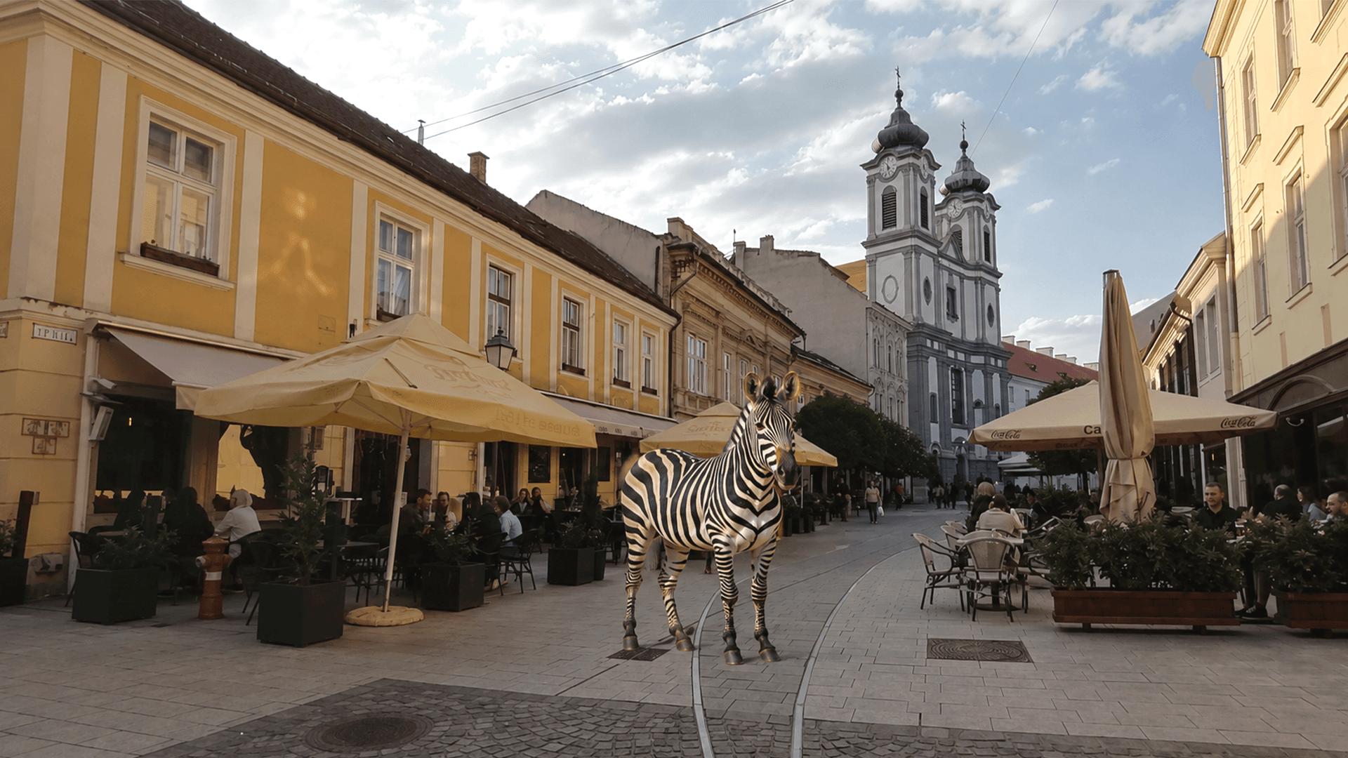 Kell egy zebra otthonra? Mutatjuk Fehérváron ez hogyan működik (avagy miért egyszerűbb mégis kutyát venni...)