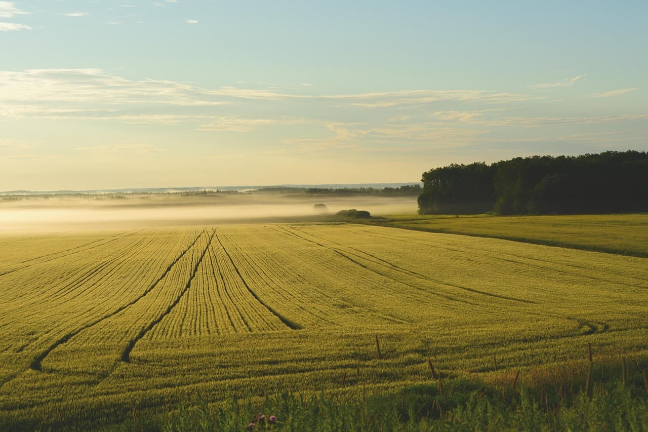 Dánia egy ország méretú földet ad vissza a természetnek - működhetne Magyarországon is?